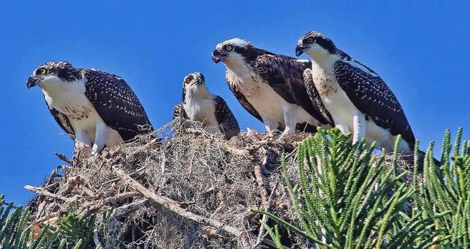 A Mother Osprey also known as a seahawk or seaeagle is seen in her nest at the top of a Norfolk Island Pine tree feeding her 3 fledgling offspring – two daughters and a son.  A crystal clear blue sky is overhead.
