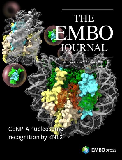 This cover highlights the article The cryo‐EM structure of the CENP‐A nucleosome in complex with ggKNL2 by Honghui Jiang, Mariko Ariyoshi, Tatsuo Fukugawa and colleagues. The CENP‐A nucleosome is the fundamental architecture of the centromere responsible for chromosome segregation. KNL2 is one of key factors for new CENP‐A deposition into the centromeres. Here, using cryo‐EM, biochemical and cell biology experiments, we show that chicken KNL2, instead of CENP‐C, binds to the CENP‐A (green) nucleosome via the conserved CENP‐C like motif (orange) in interphase to maintain the CENP‐A nucleosome in centromeres. In mitosis, phosphorylated CENP‐C dominantly binds to the CENP‐A nucleosome. Our findings provide a new insight into dynamic regulation of structural change of the centromere during the cell cycle progression.(Scientific image by the authors)