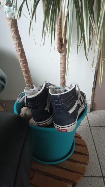 Chaussures vans sur un pot de fleur bleu contenant une plante ou arbuste dont le nom m'échappe