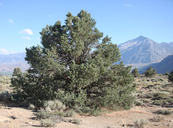 A Pinyon pine tree standing in a desert area. Mountains in background.