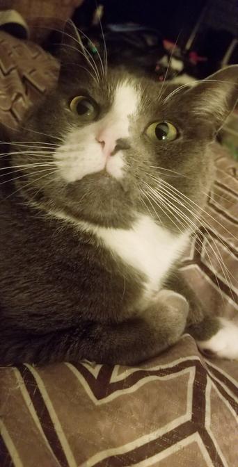 I am so not impressed - my gray tuxedo cat face.