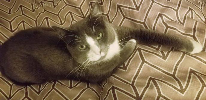 My gray tuxedo cat, looking unimpressed with current human news.