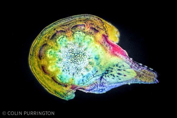 Photograph of a stained cross-section of a plant stem that includes invaginations of a parasitic plant that is wrapping around the exterior.