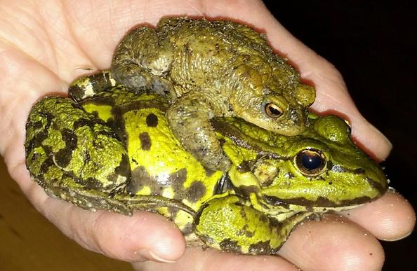 Een gewone pad grijpt zich vast aan de eerste de beste die hij tegenkomt, en vormt zo een dubbeldekker met een groene kikker, hij weigert los te laten.