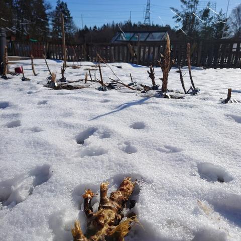 Spår av rådjur i snön runt ett gammalt grönkålsland.