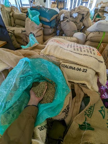 Hand holding green coffee in a bag of green coffee with tons of other green coffee bags in the background.
