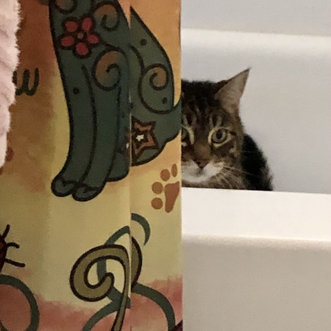 Photo of my tabby Pip by Jan Arzooman