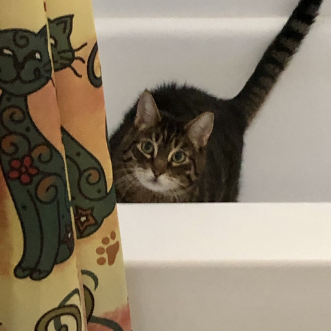 Photo of my tabby Pip by Jan Arzooman