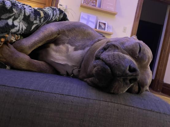 Millie the dog - a small brown pitbull with a white patch on her chest snoozes while smiling and tucked under a floral print blanket