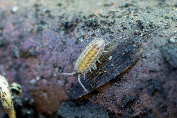 a very small and cute isopod on the side of a dirty brick in my parents garden. the little pod has some nice yellow and brown stripes running down its back and very light colored, translucent legs and feelers.
