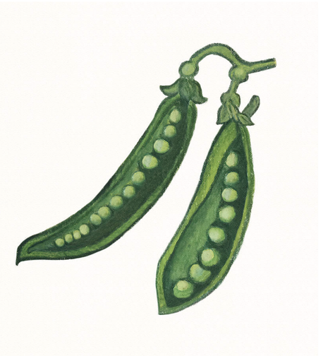 Two open pea pods with peas revealed on ecru background. Charming kitchen or bistro decor. Perfect gift for the gardener in your life.