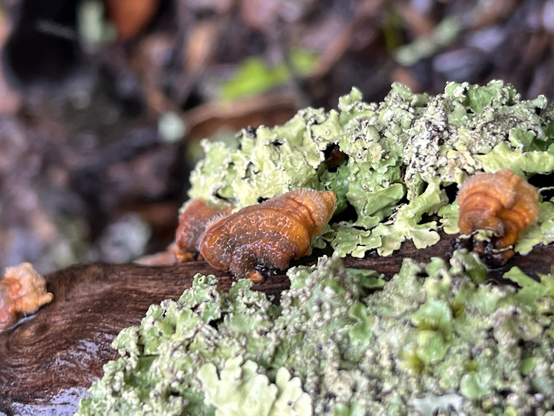 Orange turkey-tail fungus on a lichen covered branch looking down towards the ground