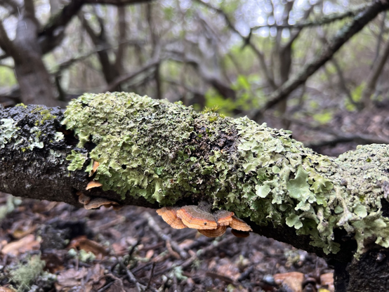 Orange turkey-tail fungus on a lichen covered branch with trees and branches in the background