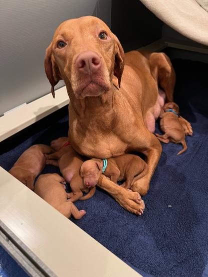 Vizsla bitch cuddling her newborn puppies
