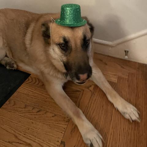 Dog wearing tiny green top hat