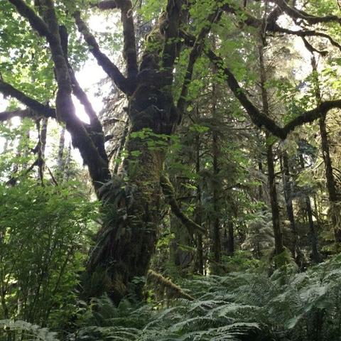 A gnarly, moss covered tree in the forest.  Sunlight filtering through.