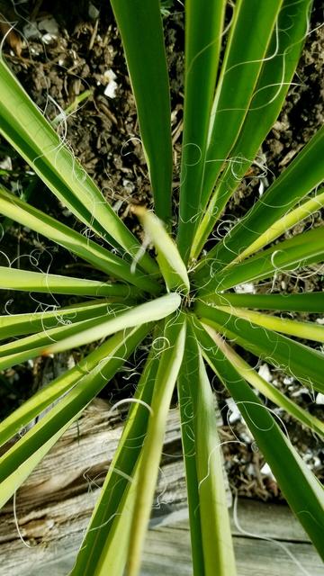 Looking down at centre of yucca plant.