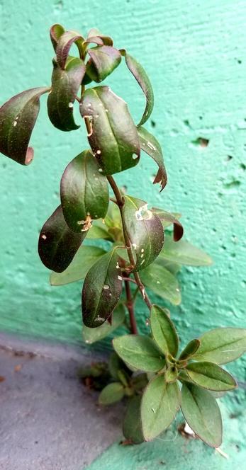 A determined snapdragon plant that self seeded in tiny cement crack & growing.