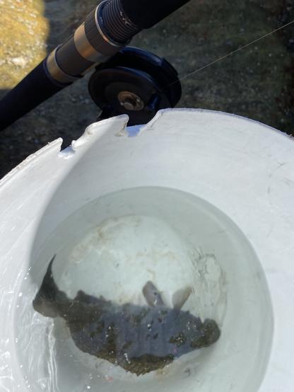A blackfish chilling in a big bucket next to a red fishing rod with an ancient hand spool on it