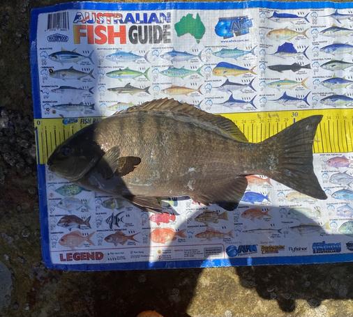 A blackfish on a brag mat. It is a plump, dark grey ish brown fish with black vertical stripes. The brag mat indicates that it is 33cm long
