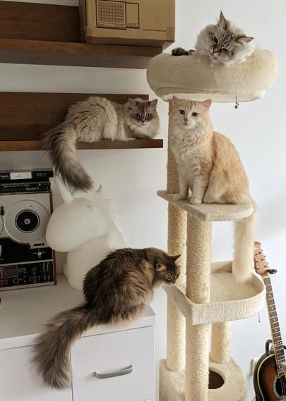 Four cats on four levels of a cat tree and shelves