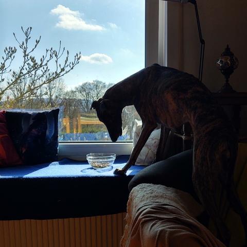 Sloughi Sarai eating her meal from the window sill, standing upon an armchair and watching the neighbours while eating.