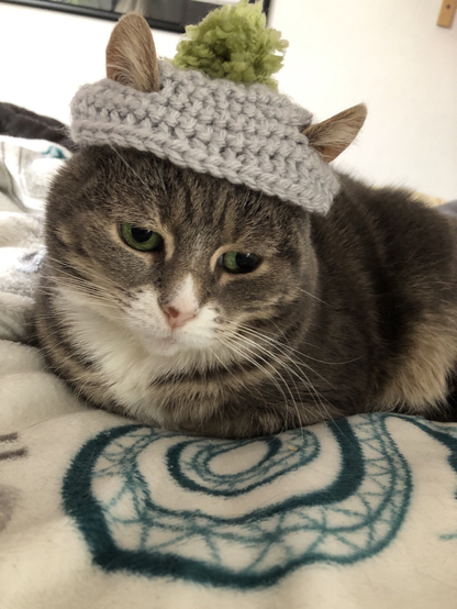 Grey tabby cat wearing a knitted grey hat with green bobble.