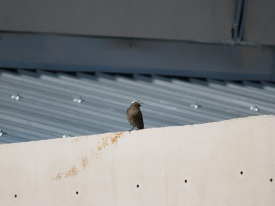 A small black redstart sitting on a roof and looking curiously towards to camera