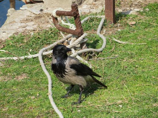 A hooded crow with shiny feathers standing an the ground, surrounded by grass and a rope, looking towards the camera.