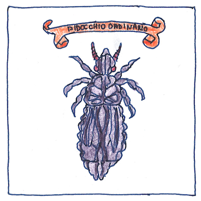 Drawing of Francesco Redi's illustration of the parasite Pidocchio Ordinario