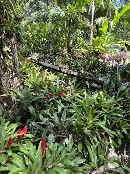 Lush tropical garden with orchids, palms and bromeliads densely planted