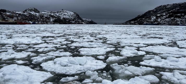 An ocean harbour filled with sea ice (St. John's, NL,  Canada, March 2023). The foreground shows loosely packed ice with irregular shapes and sizes. In the distance are rocky snow covered hills with a coast guard ice breaker sailing out of the narrow harbour mouth. Gulls and other sea birds dot many of the ice chunks in the mid-ground of the photo. The sky is cloudy with diffuse dark grey hues.