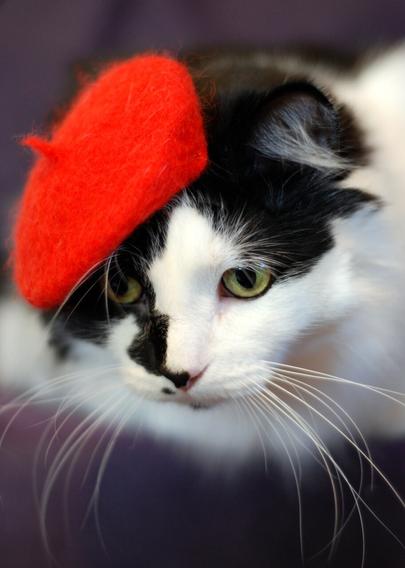 Head portrait of a black and white kitty wearing a bright red beret, it is slanted over his right ear. His eyes are downcast and a profusion of whiskers fan from his snout.