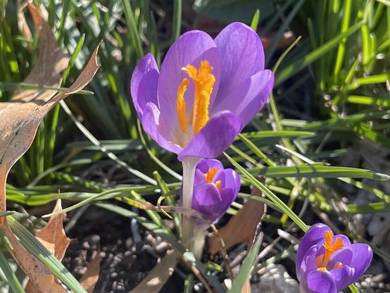 Closeup of purple crocus flower with bright orange stamens.