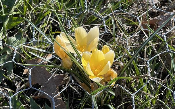 A clump of three yellow crocus flowers