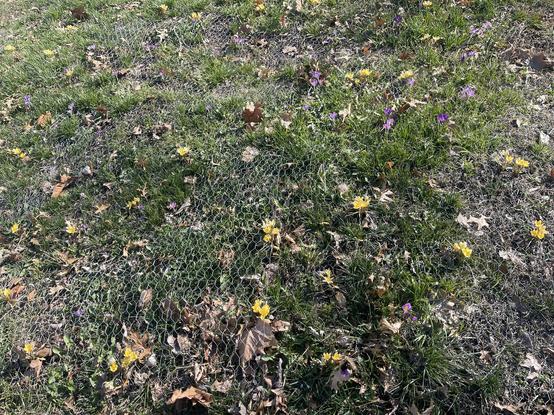 A wide shot of our front lawn speckled with mostly yellow crocus flowers. Yellow comes first and then the purples come later perhaps additional purple ones are yet to pop