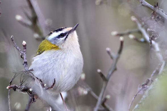 Common Firecrest on a twig just looking up in the tree