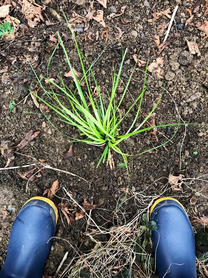 Planted papmas grass-cortaderia.