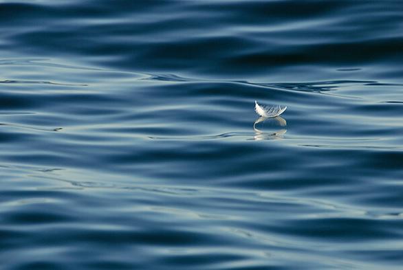 The feather is about one third from the top and left.
There is a double reflection.
The remainder of the photo is water.