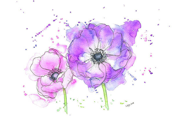 Anemone flowers in pink and purple is a watercolor painting in horizontal format painted by artist Karen Kaspar. A pen and ink drawing of two beautiful anemone flowers is colored with loose watercolor washes in shades of pink and purple color and paint splatters on a white background.