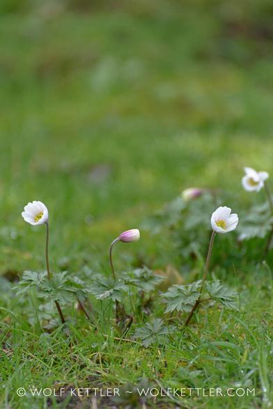Flowering Anemone blanda