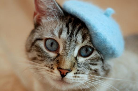Closeup portrait of a lynx point Siamese wearing a little blue beret that matches his eyes. Background is blurred and golden.