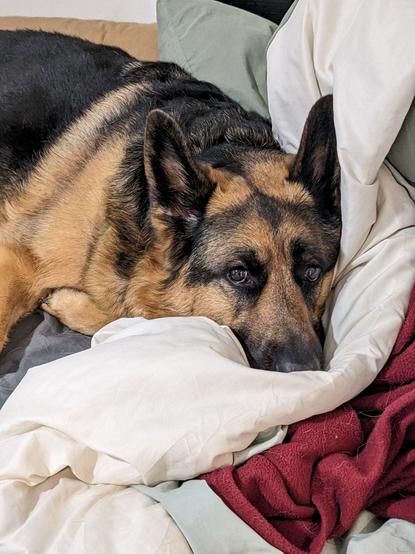 German shepherd girl laying on a bed with blankets crumpled up. Her head is laying on a fold of the blankets and she is gazing up at the camera with a pouty look on her.