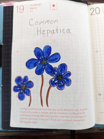 A watercolor marker and ink drawing of a blue and purple common hepatica