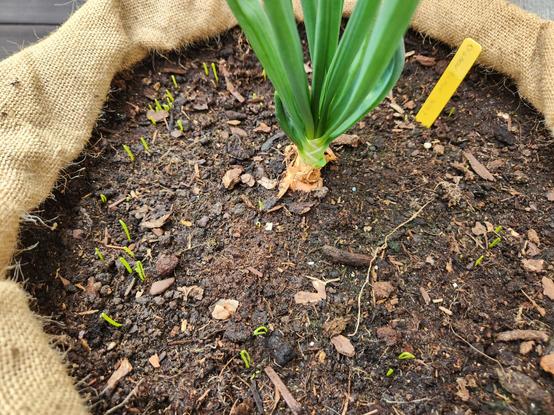 Sac de jute avec un gros oignon au milieu et de multiples plantules autour.