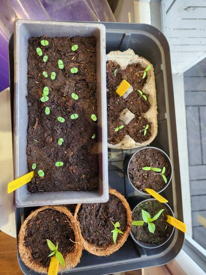 Petite jardinière avec semis de basilic, boîte d'œufs avec plantules de tomates, divers godets.