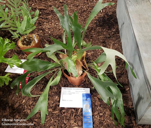 This photo shows a Platycerium Bifurcatum 'Netherlands' (common name "Elkhorn Fern") in competition at the 2023 PHS Philadelphia Flower Show. The plant has long green fronds and round brown basal fronds. The plant is positioned in brown mulch, and in front there is a white card with the plant's details and a blue First Prize ribbon.