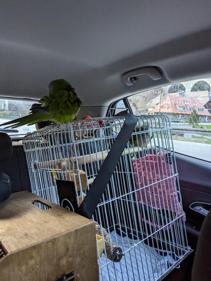 Big white bird cage on the backseat of our car fixated with a safety belt. Graui sits on stick in it, while Gelbi sits on top (was fed up with his transport cage for the road back) and cleans himself (while the car is moving). Next to the white cage one can see a part of a wooden box with a grid at one side - Gelbi's transport cage. In the window one can see part of the Ravenna gorge railway bridge in Höllental ("hell valley")