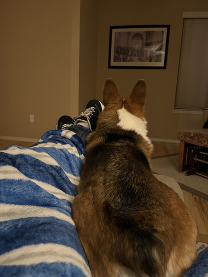 A corgi lying down and facing away, tucked next to a person’s legs that are covered in a blue and white blanket.
