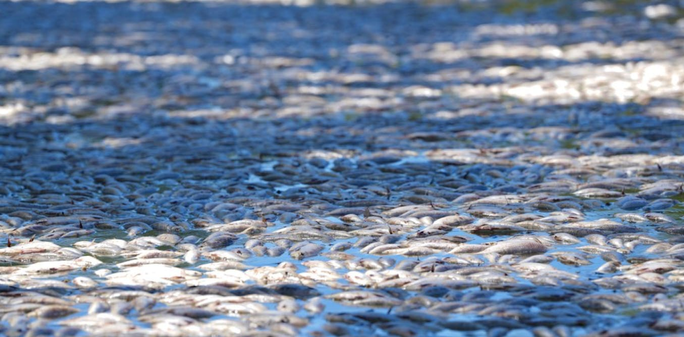 Looking out over a dense tangle of dead fish floating on the surface.